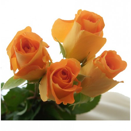 生花】秦野のバラ パレオ(オレンジ)40〜50センチ 今週のオトク