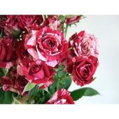 バラの花 生花】SPバラ アローフォリーズ (40センチ〜)□今週のオトクバラ - 花