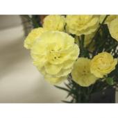 生花】SPカーネ 黄: - 花材通販はなどんやアソシエ