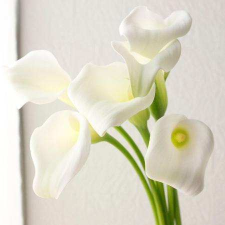 【直前!】カラー　クリスタルブラッシュ　50センチ以上指定※【生花】