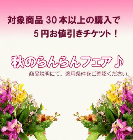 割引券】秋のらんらんラフェア☆対象商品30本以上購入で5円引き