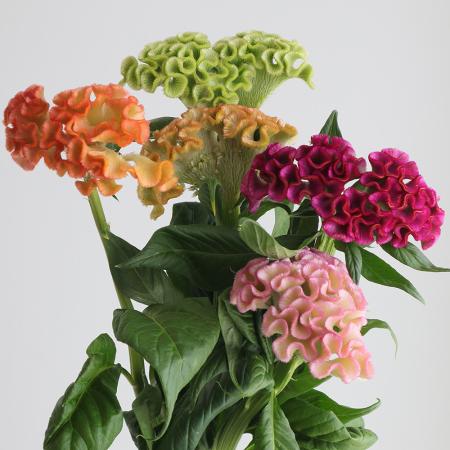 【直前】明日香園のケイトウおまかせミックス(1束5本入り)