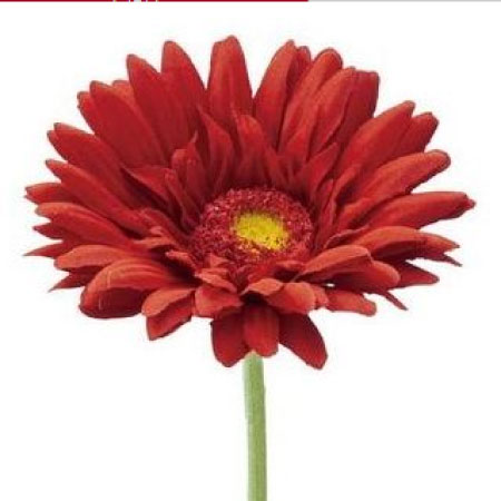 ガーベラ（赤）
