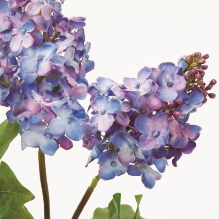 ライラック（紫）