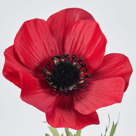 アネモネ（赤）