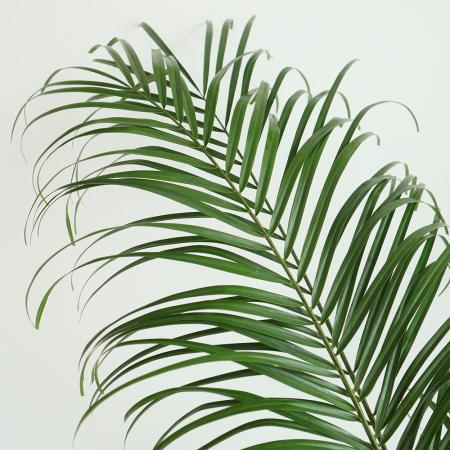 ソテツ・ヤシの葉