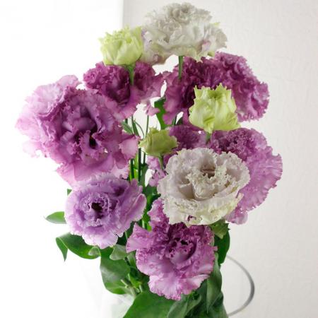 トルコキキョウ