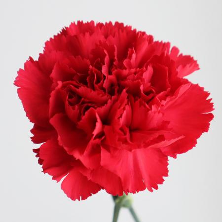 カーネーション