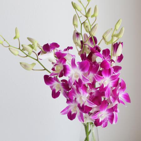 蘭・オンシジューム