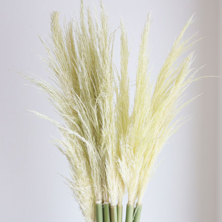 すすき、パンパス