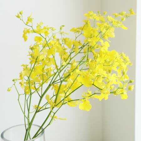 蘭・オンシジューム