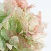大地農園の通販なら - はなどんやアソシエ | 《通販》はなどんやアソシエ