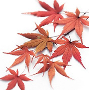 ドライ・プリ秋素材リーフ