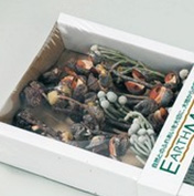 コーン・ナッツ・ベリー