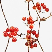 木の実もの（ステム付）