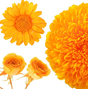 秋色おすすめオレンジ系