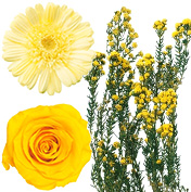 秋色おすすめイエロー系