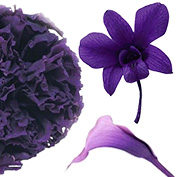 秋色おすすめバイオレット系