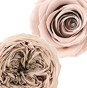 秋色プリザ大地農園ノーブルベージュ